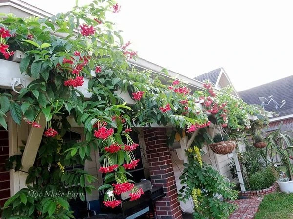 Hoa sử quân tử đơn, leo A1