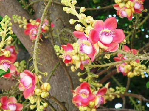 Ý nghĩa linh thiêng của loài hoa Sala