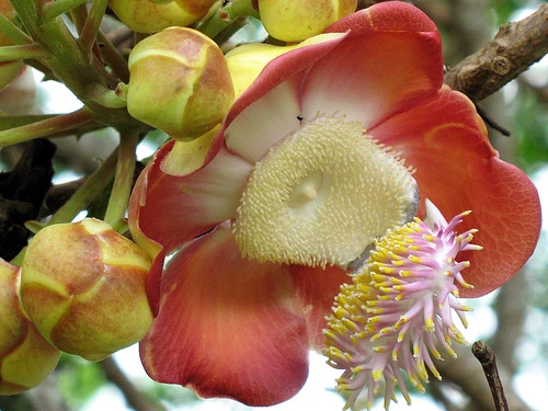 Ý nghĩa linh thiêng của loài hoa Sala