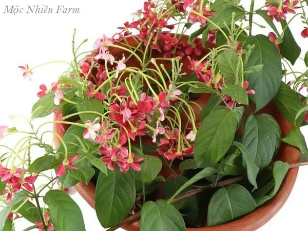 Hoa sử quân tử đơn, leo A1