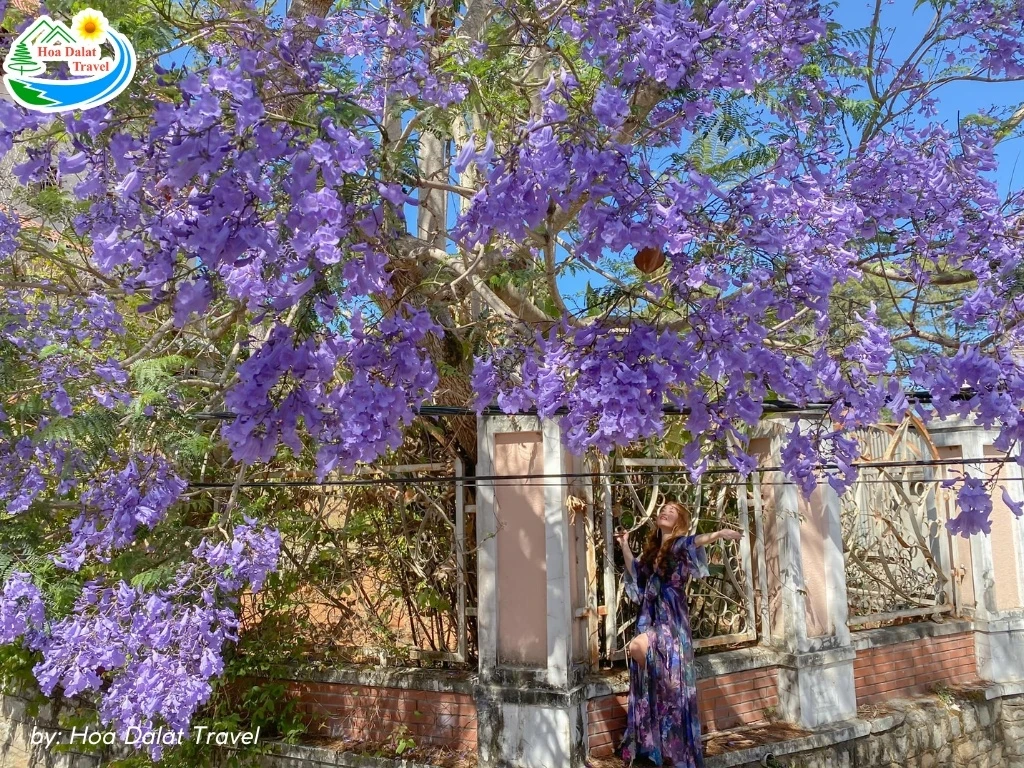 Hoa Phượng Tím Đà Lạt - Điểm Lãng Mạn Của Thành Phố Ngàn Hoa