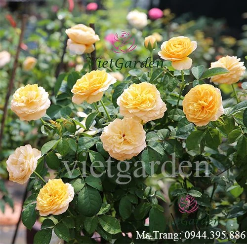 Hoa hồng triệu đô Juliet rose – Hoa hồng cắt cành David Austin vàng cam đẹp nhất - Vườn Hoa Việt