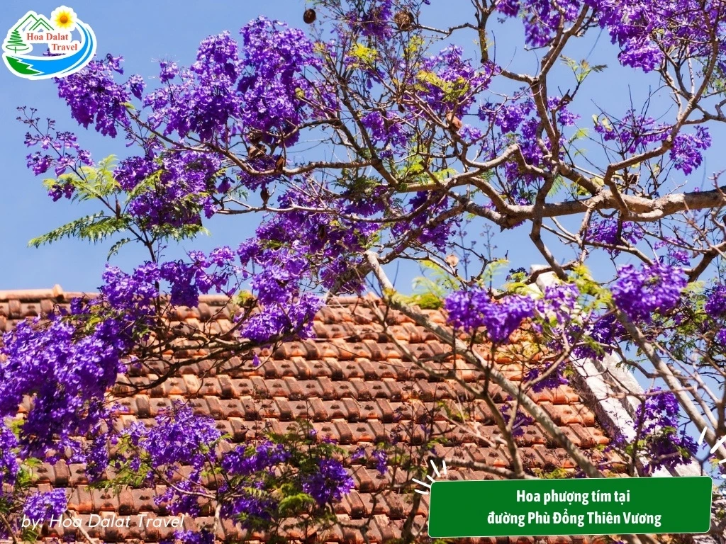 Hoa Phượng Tím Đà Lạt - Điểm Lãng Mạn Của Thành Phố Ngàn Hoa