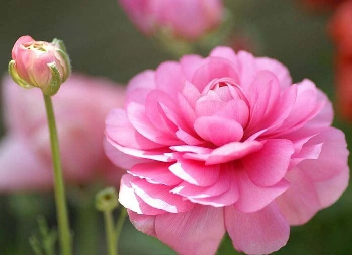 Bộ sưu tập hình ảnh hoa Hồng tuyệt vời nhất