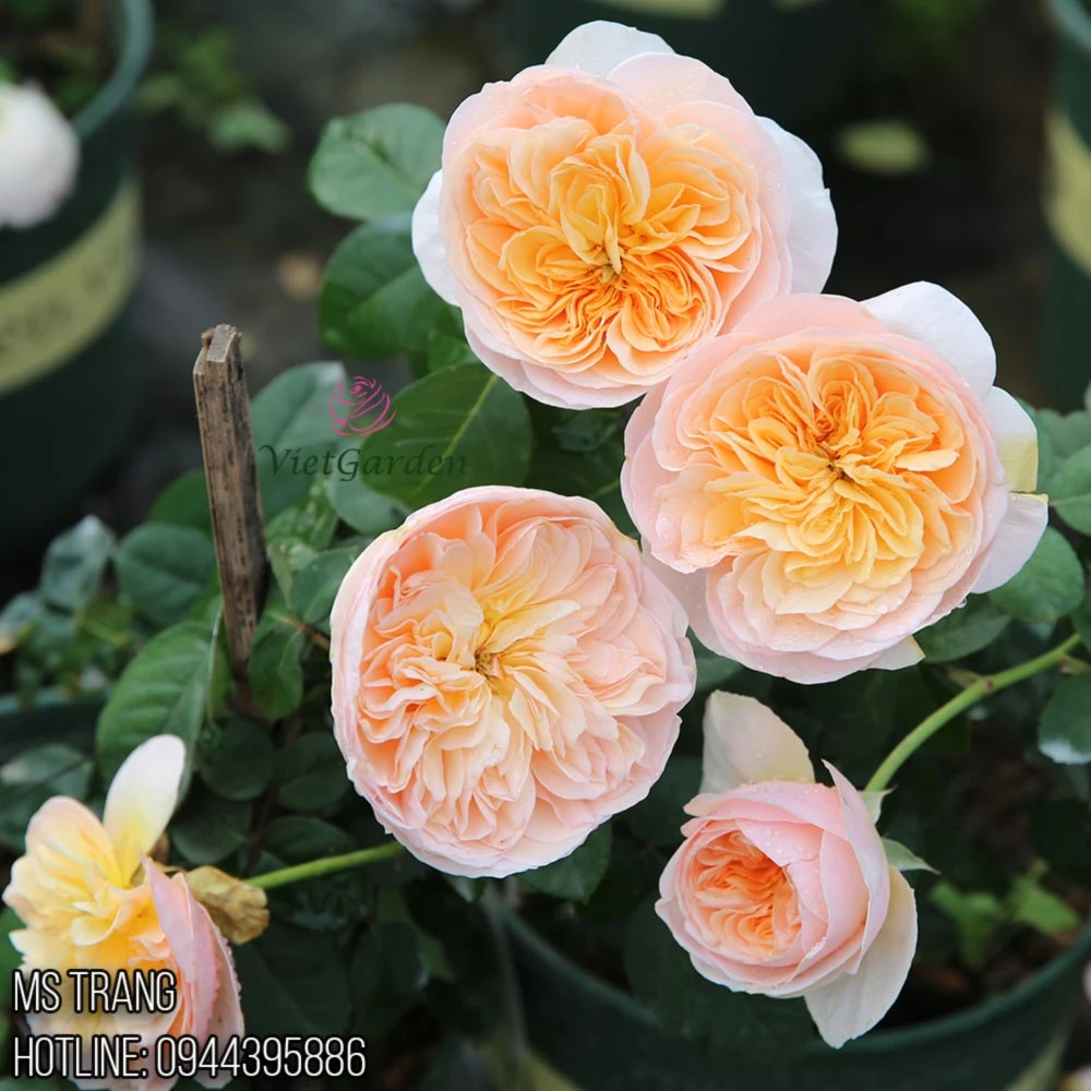 Hoa hồng triệu đô Juliet rose - Hoa hồng cắt cành David Austin vàng cam đẹp nhất - Vườn Hoa Việt