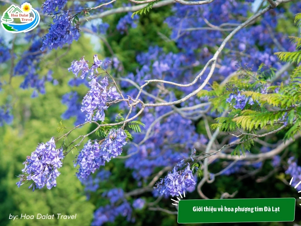 Hoa Phượng Tím Đà Lạt - Điểm Lãng Mạn Của Thành Phố Ngàn Hoa