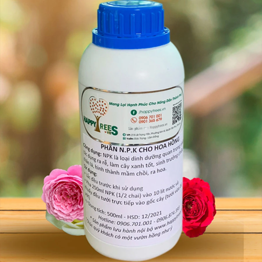 Top 10+ giống hoa hồng ngoại màu vàng cam đẹp nhất