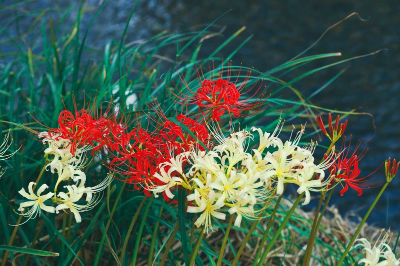 Hoa bỉ ngạn có độc không? Công dụng của hoa bỉ ngạn trong y học và cuộc sống