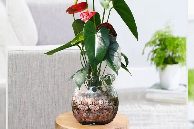 Cây hồng môn và những lợi ích không phải ai cũng biết