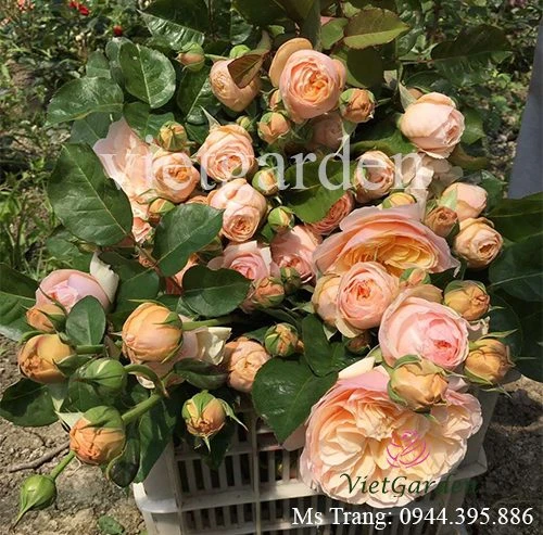 Hoa hồng triệu đô Juliet rose - Hoa hồng cắt cành David Austin vàng cam đẹp nhất - Vườn Hoa Việt