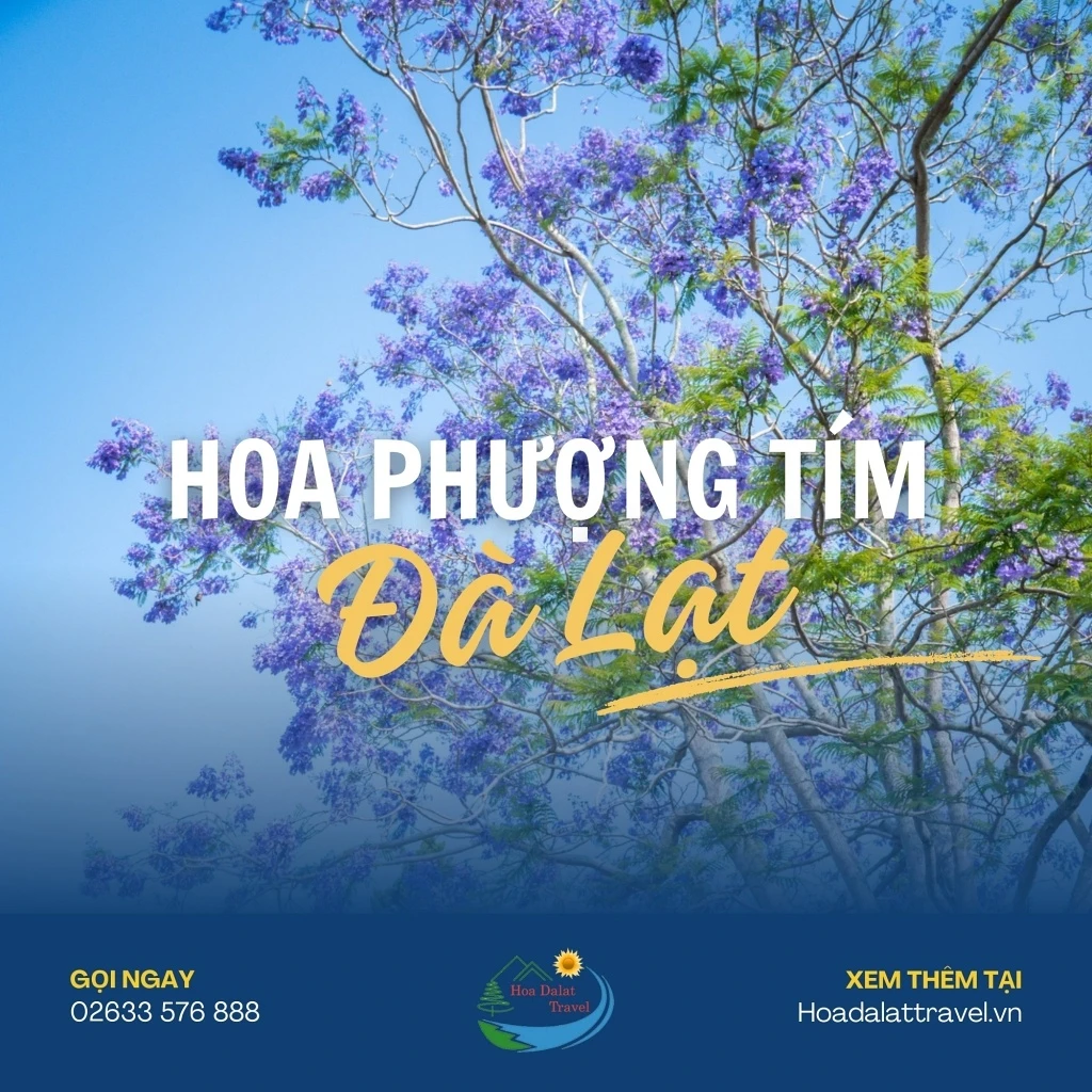 Hoa Phượng Tím Đà Lạt – Điểm Lãng Mạn Của Thành Phố Ngàn Hoa