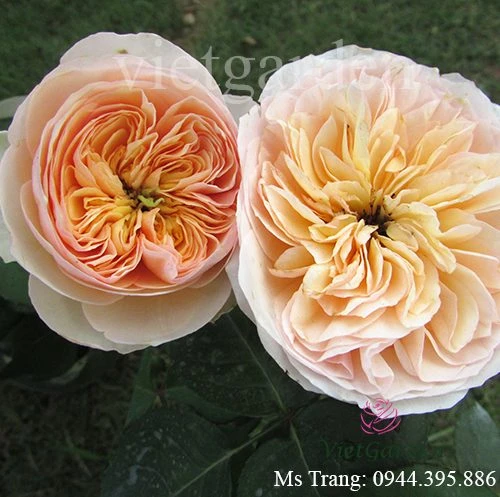 Hoa hồng triệu đô Juliet rose - Hoa hồng cắt cành David Austin vàng cam đẹp nhất - Vườn Hoa Việt