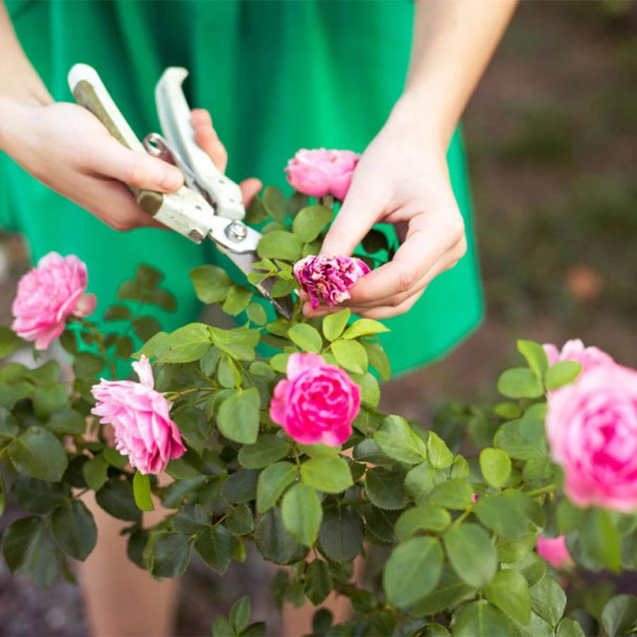 Top 10+ giống hoa hồng ngoại màu vàng cam đẹp nhất