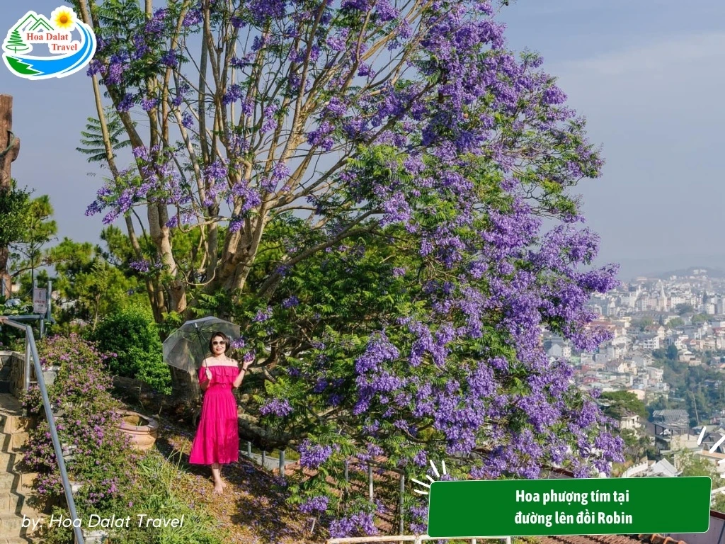 Hoa Phượng Tím Đà Lạt - Điểm Lãng Mạn Của Thành Phố Ngàn Hoa