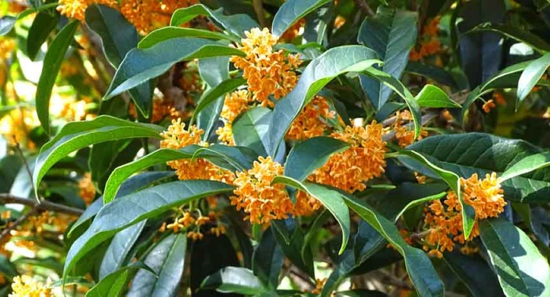 Quế hoa là gì? Vai trò của chúng trong Y học cổ truyền và hiện đại