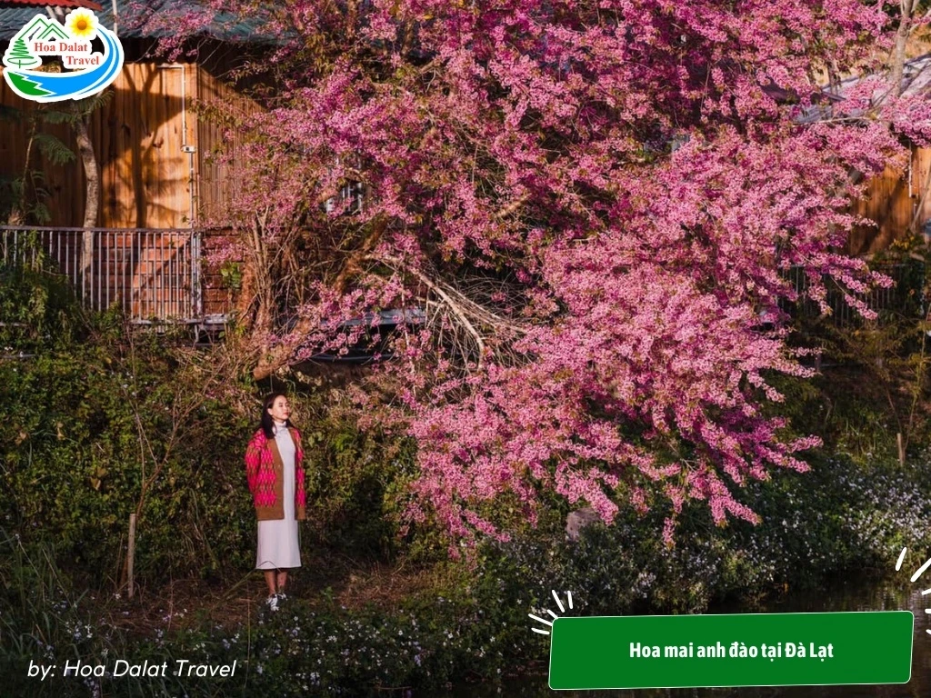 Hoa Phượng Tím Đà Lạt - Điểm Lãng Mạn Của Thành Phố Ngàn Hoa