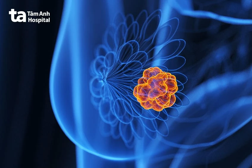 Núm vú (đầu ti): Cấu tạo, chức năng và các vấn đề thường gặp