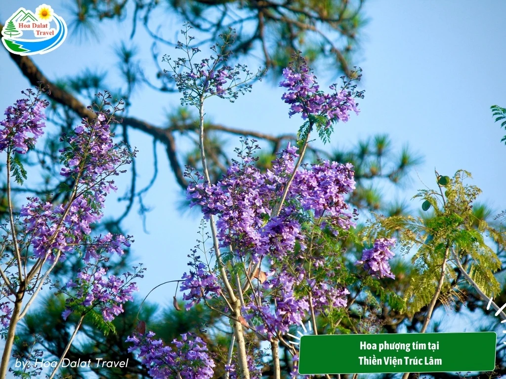 Hoa Phượng Tím Đà Lạt - Điểm Lãng Mạn Của Thành Phố Ngàn Hoa