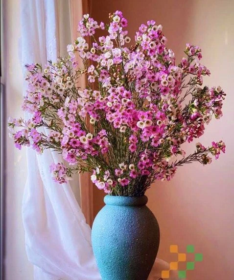 Cách cắm hoa thanh liễu