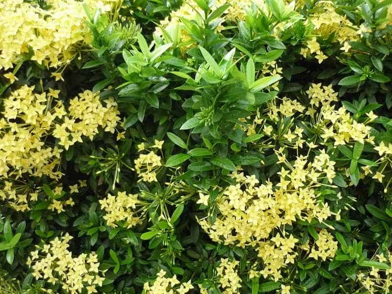 Top cây công trình có hoa màu vàng bóng mát và dạng bụi