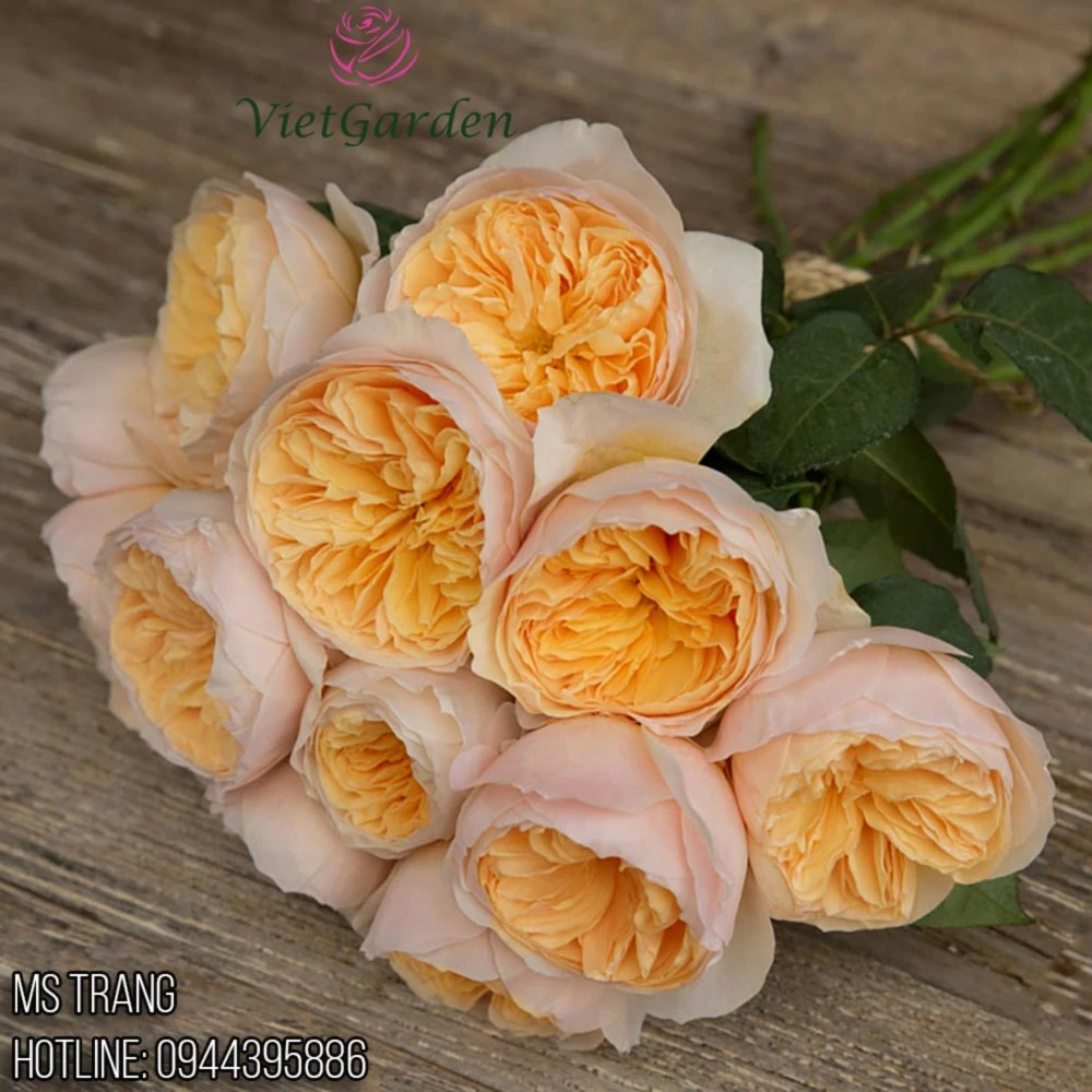 Hoa hồng triệu đô Juliet rose - Hoa hồng cắt cành David Austin vàng cam đẹp nhất - Vườn Hoa Việt