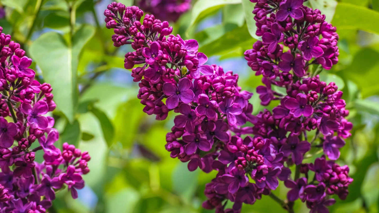 Hoa tử đinh hương - loài hoa mang thông điệp tình yêu mộng mơ