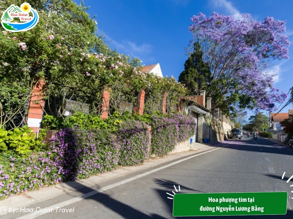 Hoa Phượng Tím Đà Lạt - Điểm Lãng Mạn Của Thành Phố Ngàn Hoa