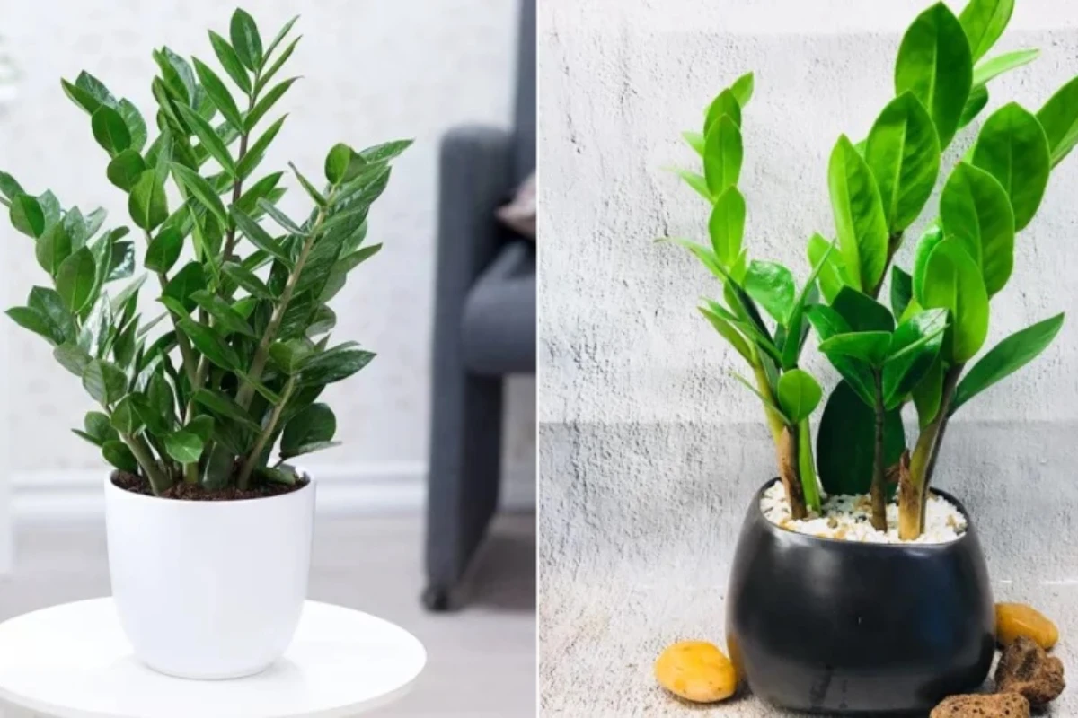 Cây kim tiền nở hoa báo hiệu điều gì: Tín hiệu và ý nghĩa