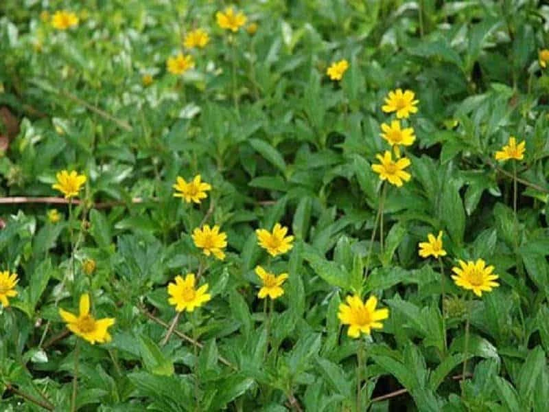 Top cây công trình có hoa màu vàng bóng mát và dạng bụi