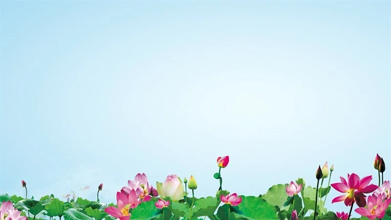 Bộ sưu tập 50+ hình nền Powerpoint hoa sen trang nhã đẹp nhất