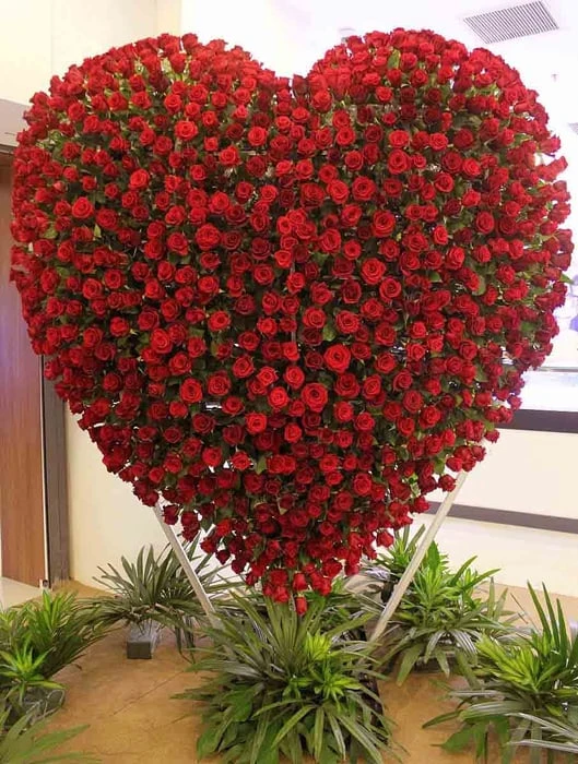 Bộ sưu tập hình ảnh hoa Hồng tuyệt vời nhất