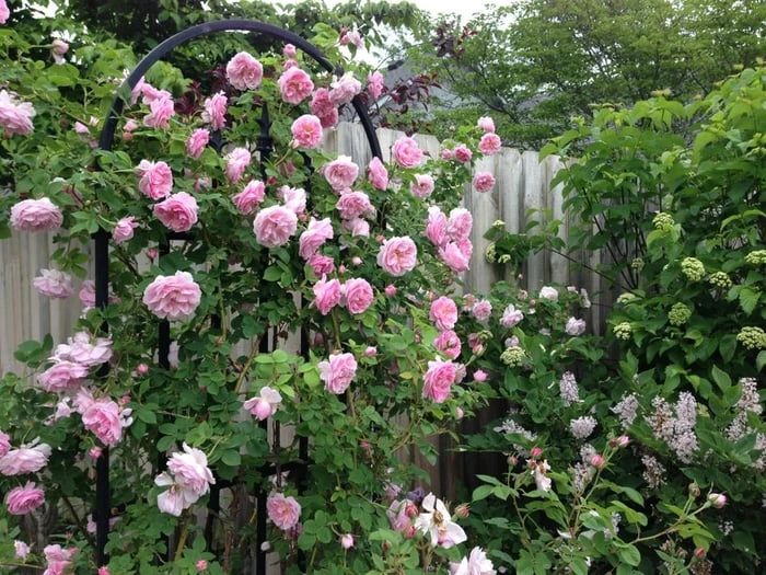 Bộ sưu tập hình ảnh hoa Hồng tuyệt vời nhất