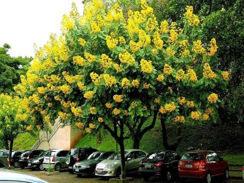 Top cây công trình có hoa màu vàng bóng mát và dạng bụi