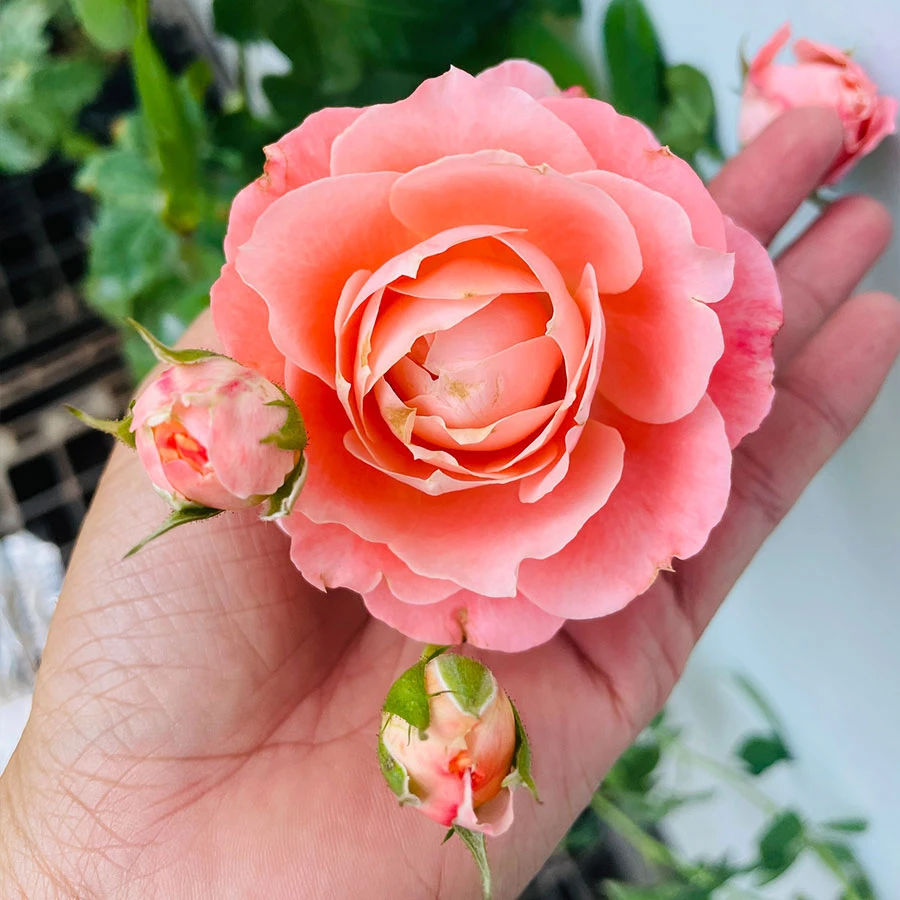 Top 10+ giống hoa hồng ngoại màu vàng cam đẹp nhất