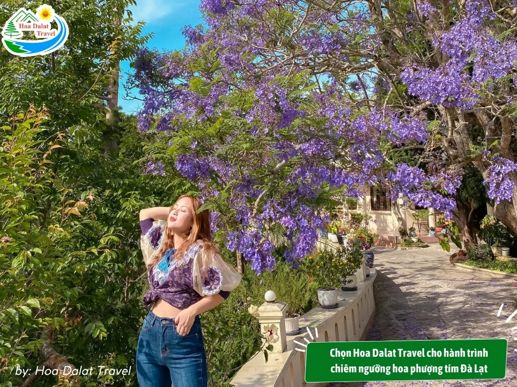 Hoa Phượng Tím Đà Lạt - Điểm Lãng Mạn Của Thành Phố Ngàn Hoa