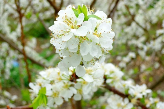 Hoa mận - Mỹ cảnh tuyệt trần giữa tiết trời lập xuân