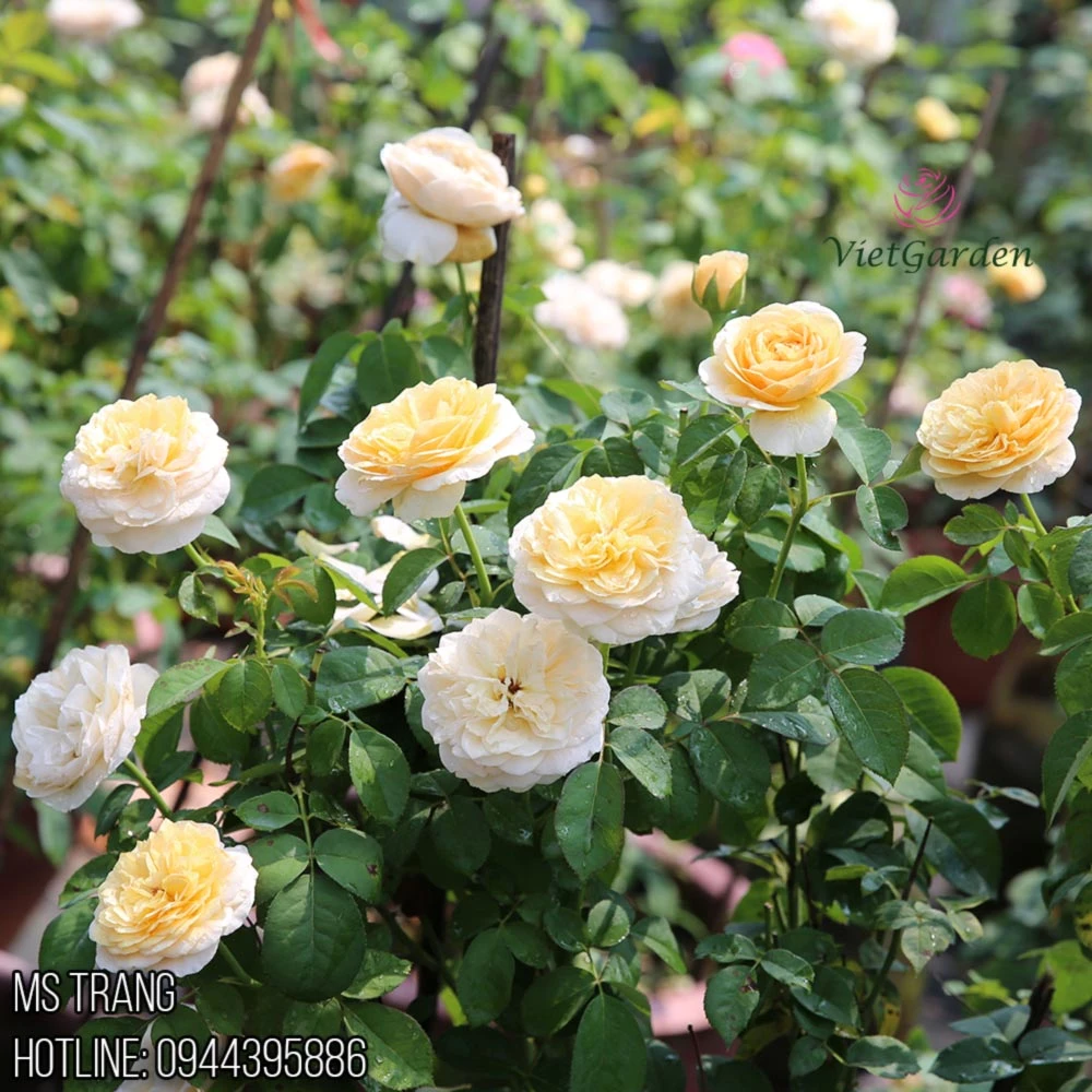 Hoa hồng triệu đô Juliet rose - Hoa hồng cắt cành David Austin vàng cam đẹp nhất - Vườn Hoa Việt