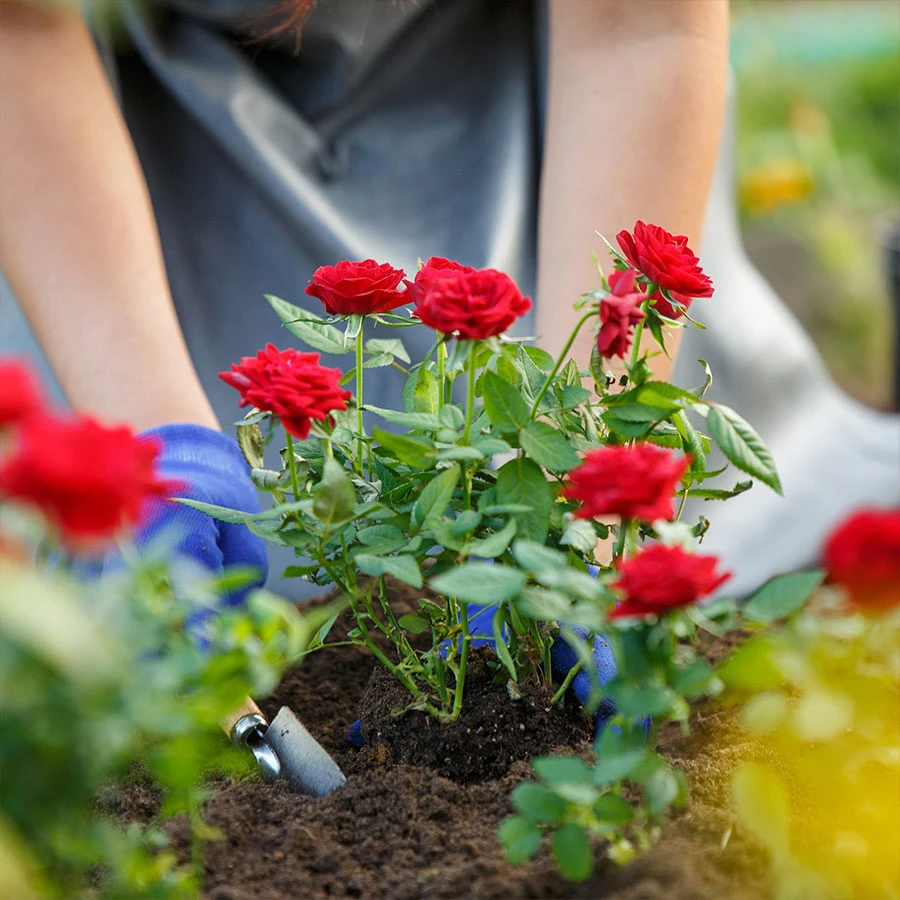 Top 10+ giống hoa hồng ngoại màu vàng cam đẹp nhất