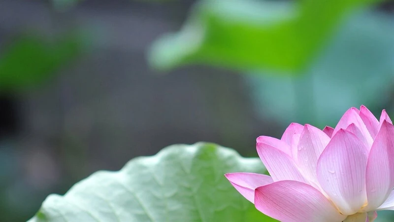 Bộ sưu tập 50+ hình nền Powerpoint hoa sen trang nhã đẹp nhất