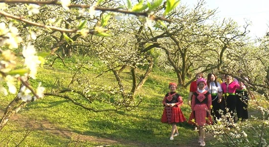 Hoa mận - Mỹ cảnh tuyệt trần giữa tiết trời lập xuân