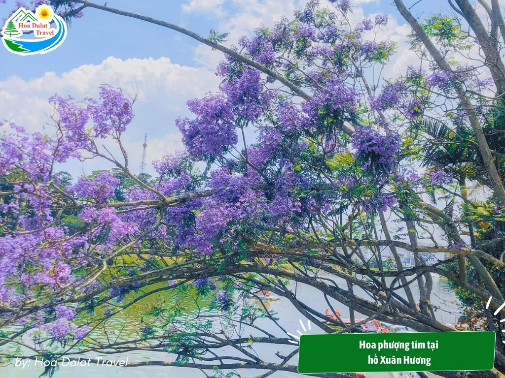 Hoa Phượng Tím Đà Lạt - Điểm Lãng Mạn Của Thành Phố Ngàn Hoa