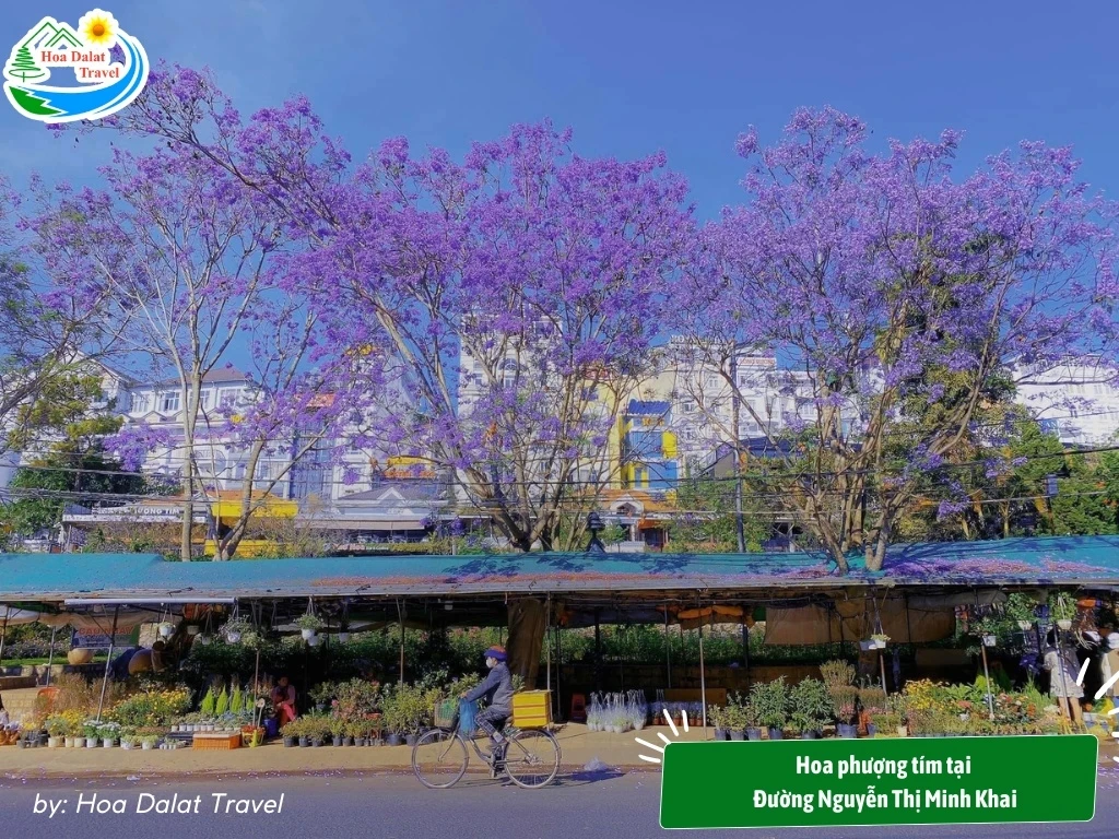 Hoa Phượng Tím Đà Lạt - Điểm Lãng Mạn Của Thành Phố Ngàn Hoa