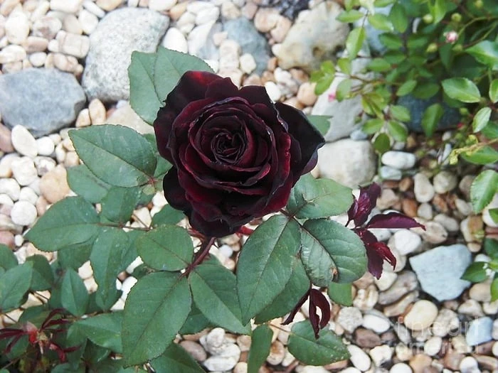 Bộ sưu tập hình ảnh hoa Hồng tuyệt vời nhất