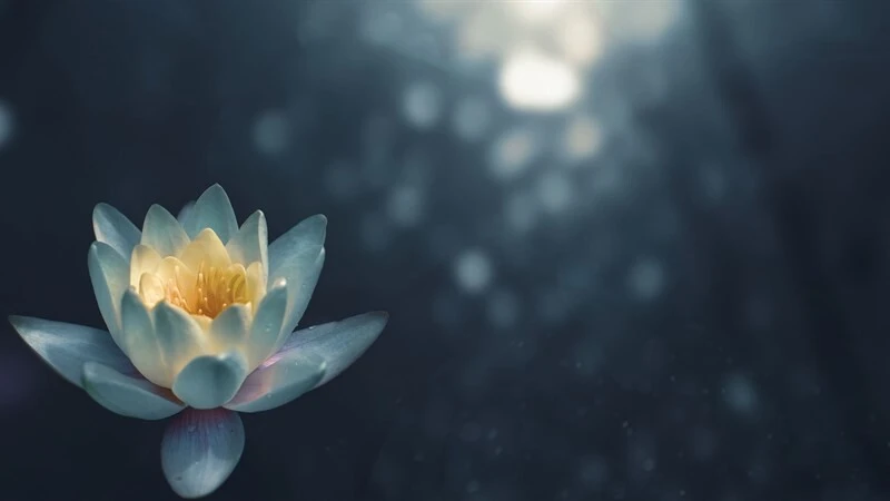 Bộ sưu tập 50+ hình nền Powerpoint hoa sen trang nhã đẹp nhất