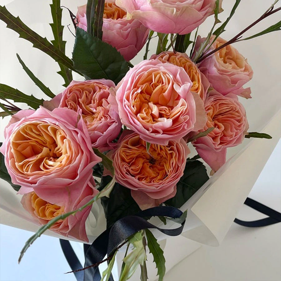 Top 10+ giống hoa hồng ngoại màu vàng cam đẹp nhất