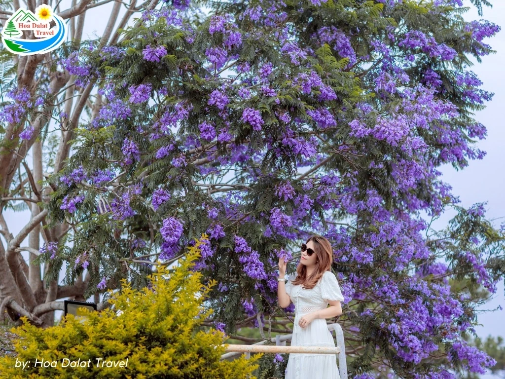 Hoa Phượng Tím Đà Lạt - Điểm Lãng Mạn Của Thành Phố Ngàn Hoa