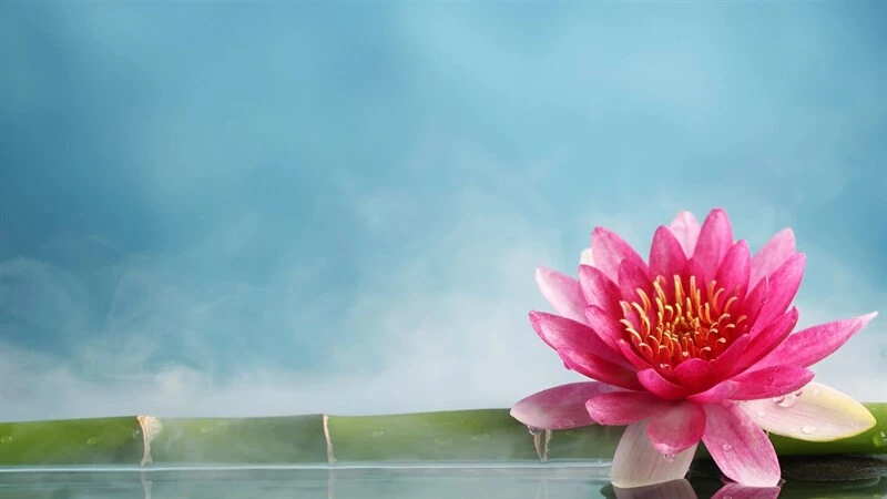 Bộ sưu tập 50+ hình nền Powerpoint hoa sen trang nhã đẹp nhất