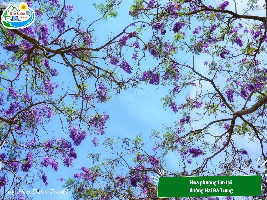 Hoa Phượng Tím Đà Lạt - Điểm Lãng Mạn Của Thành Phố Ngàn Hoa