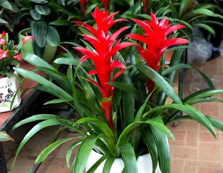 Ý nghĩa phong thủy của cây phong lộc hoa