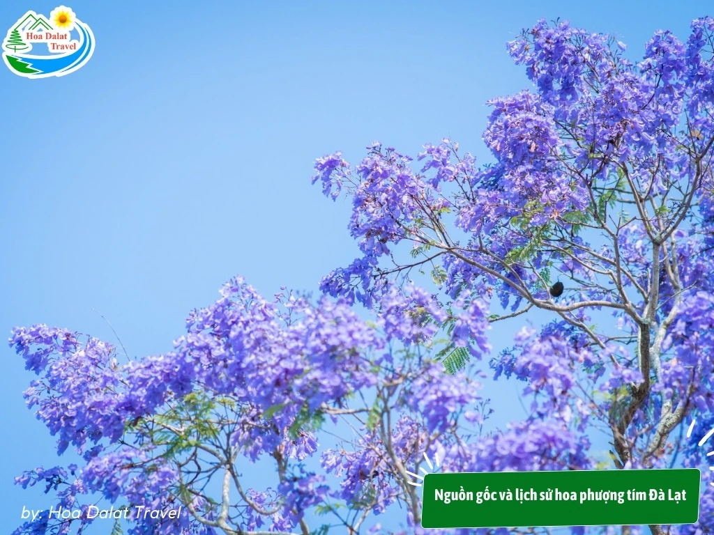 Hoa Phượng Tím Đà Lạt - Điểm Lãng Mạn Của Thành Phố Ngàn Hoa